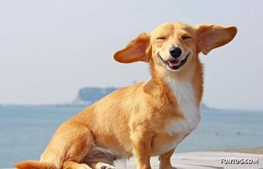 Cute Funny Pictures of the Day