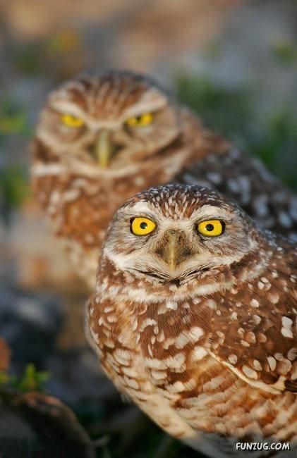 Cute Funny Pictures of the Day