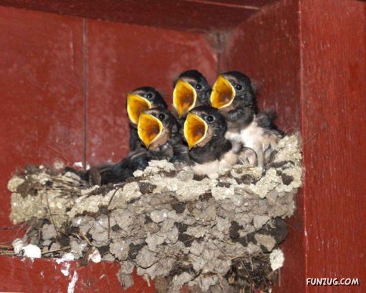 Cute Funny Pictures of the Day