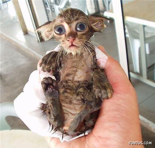 Cute Funny Pictures of the Day