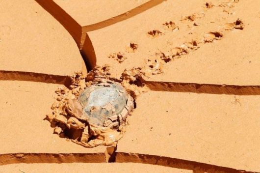 Funny Crazy Pictures Of The Week