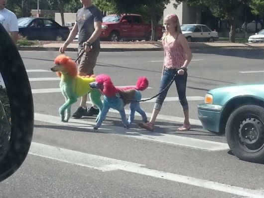 Funny Crazy Pictures Of The Week