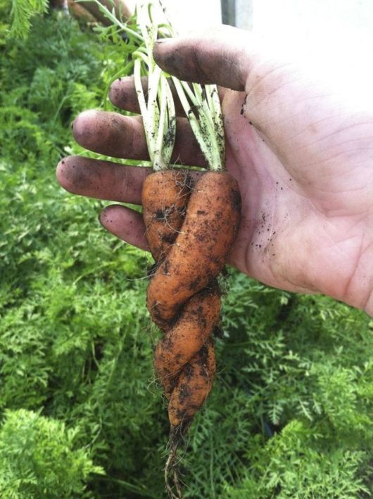 Funny Crazy Pictures Of The Week