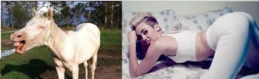 Horses That Look Like Miley Cyrus