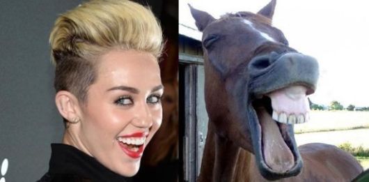 Horses That Look Like Miley Cyrus