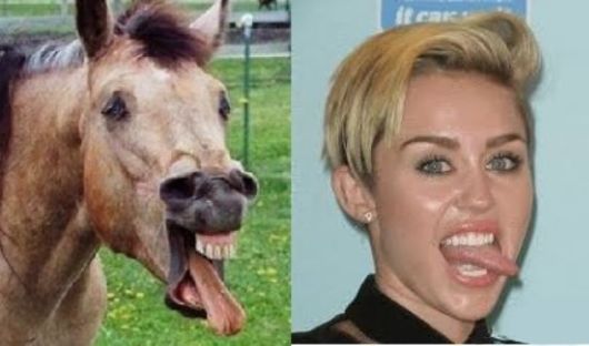 Horses That Look Like Miley Cyrus