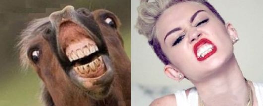 Horses That Look Like Miley Cyrus