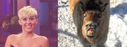 Horses That Look Like Miley Cyrus