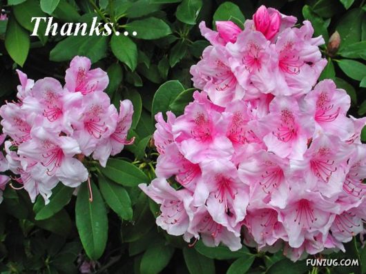 Feel Like Saying Thanks To God