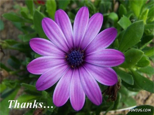 Feel Like Saying Thanks To God