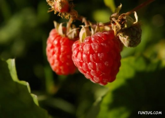 Mouth Watering Fruits for Hale N Healthy