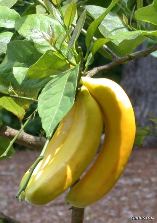 Mouth Watering Fruits for Hale N Healthy