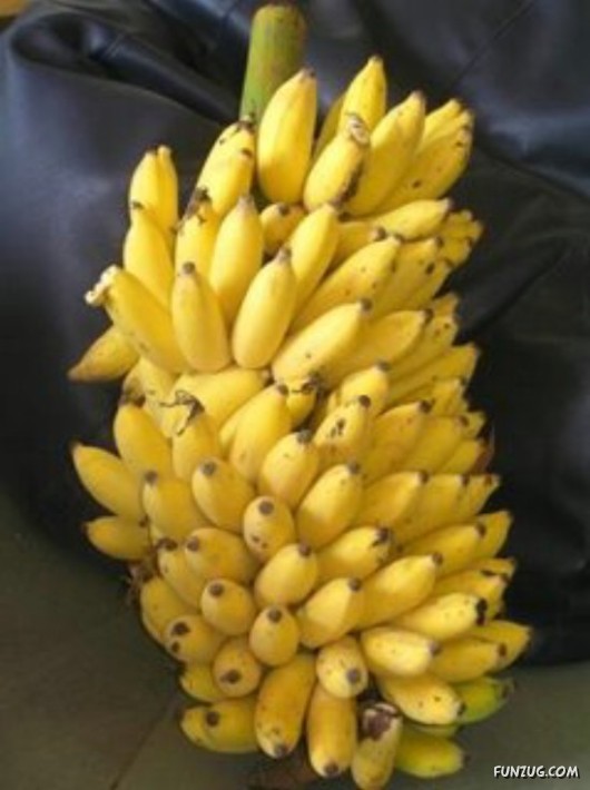 Mouth Watering Fruits for Hale N Healthy