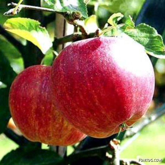 Mouth Watering Fruits for Hale N Healthy