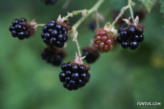 Mouth Watering Fruits for Hale N Healthy