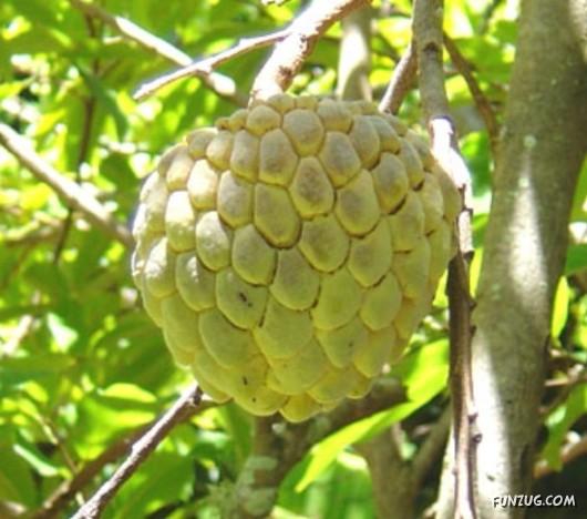 Mouth Watering Fruits for Hale N Healthy