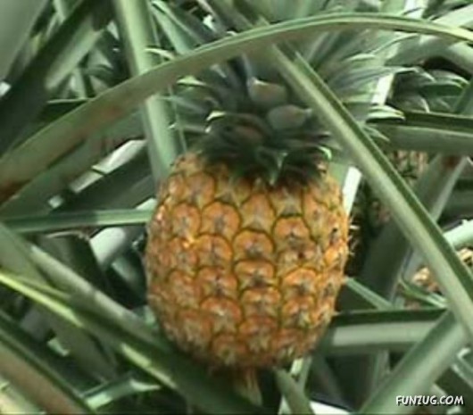 Mouth Watering Fruits for Hale N Healthy