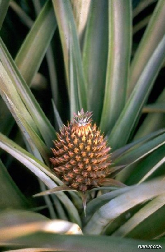 Mouth Watering Fruits for Hale N Healthy