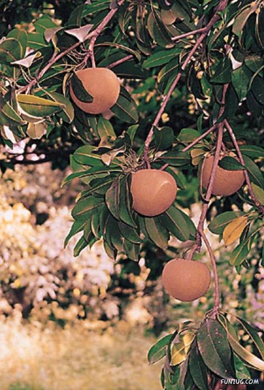 Mouth Watering Fruits for Hale N Healthy