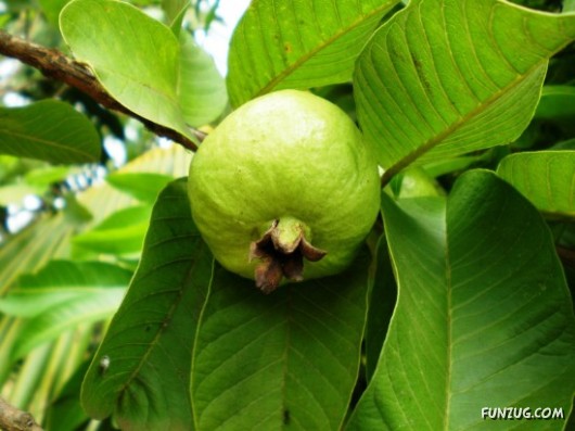 Mouth Watering Fruits for Hale N Healthy