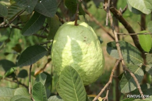 Mouth Watering Fruits for Hale N Healthy