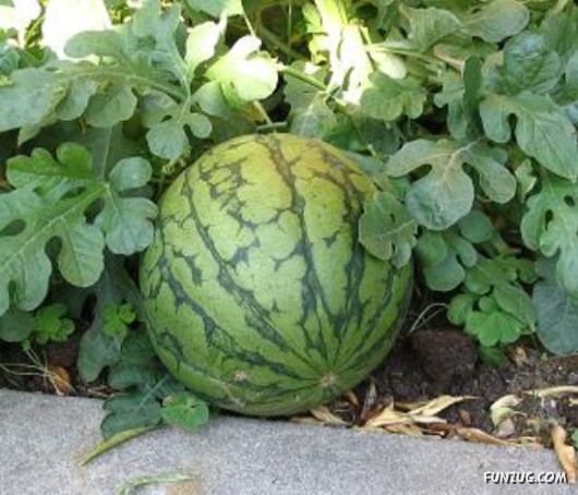 Mouth Watering Fruits for Hale N Healthy