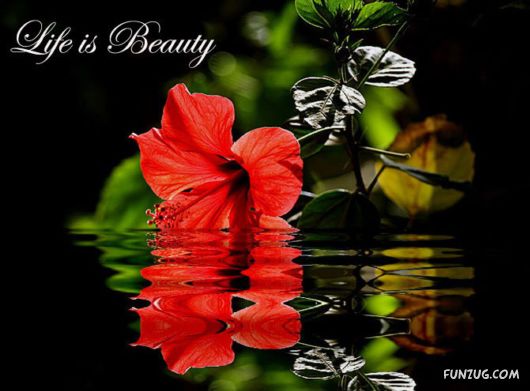 This is What Life Is