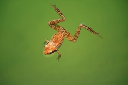 The Amazing Art of Nature