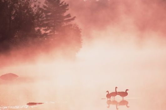The Amazing Art of Nature