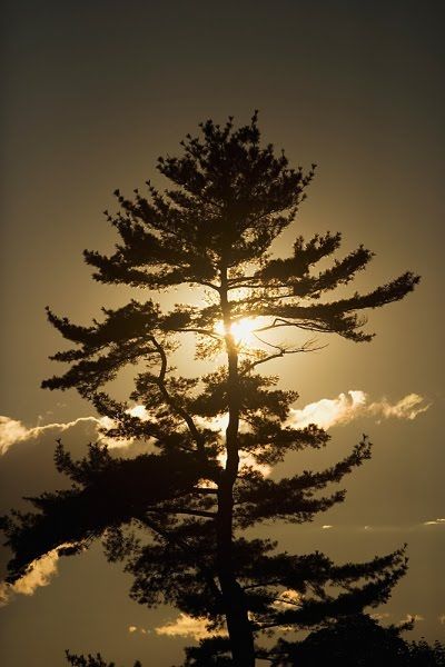 The Amazing Art of Nature