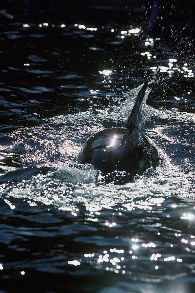 The Amazing Art of Nature