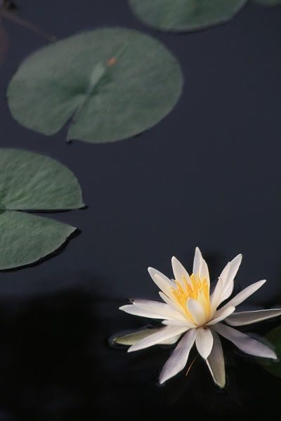 The Amazing Art of Nature