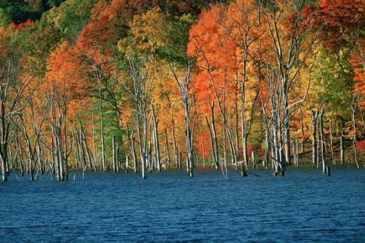 The Amazing Art of Nature