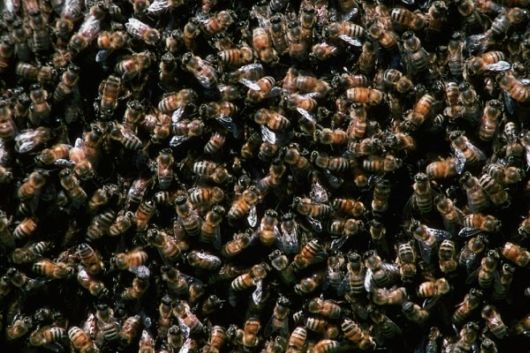 The Amazing Art of Nature