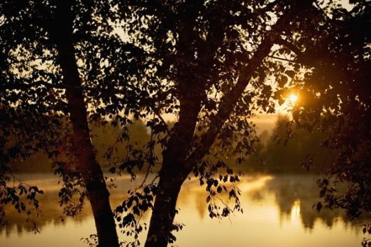 The Amazing Art of Nature