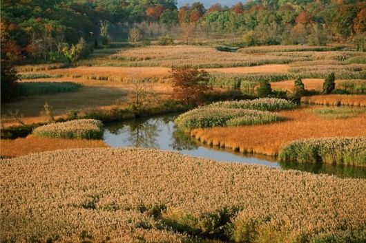 The Amazing Art of Nature