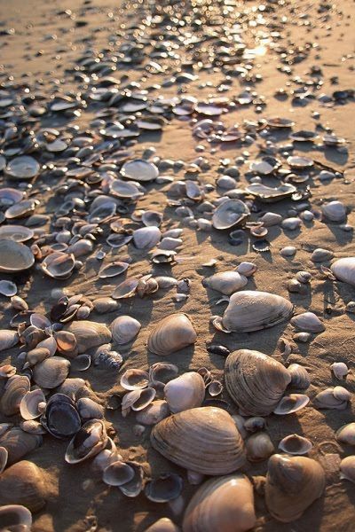 The Amazing Art of Nature