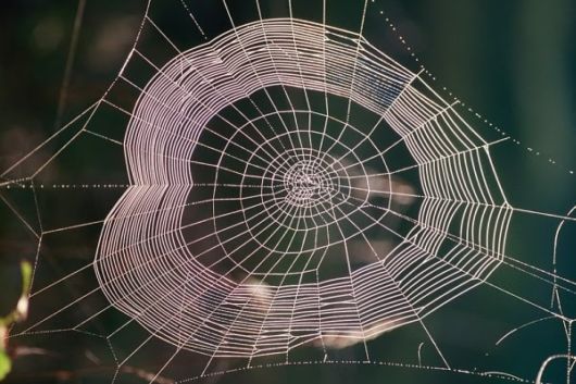 The Amazing Art of Nature