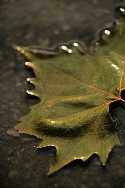 The Amazing Art of Nature