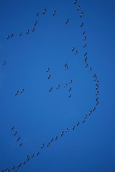 The Amazing Art of Nature