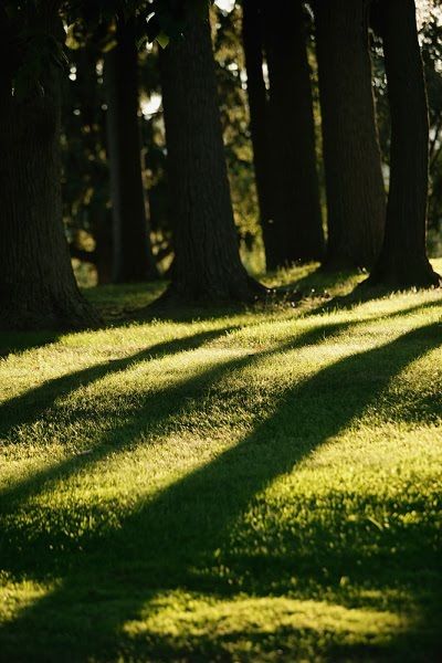 The Amazing Art of Nature