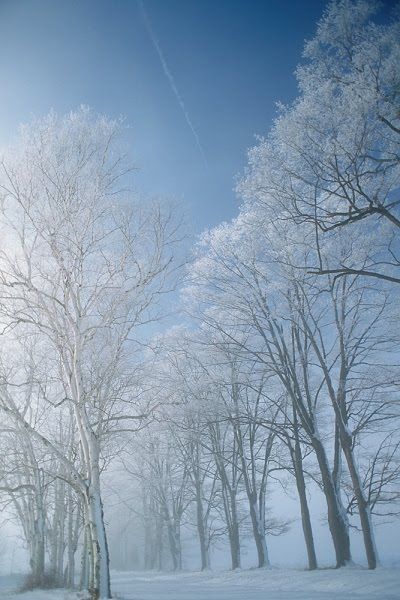 The Amazing Art of Nature