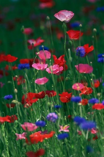 The Amazing Art of Nature