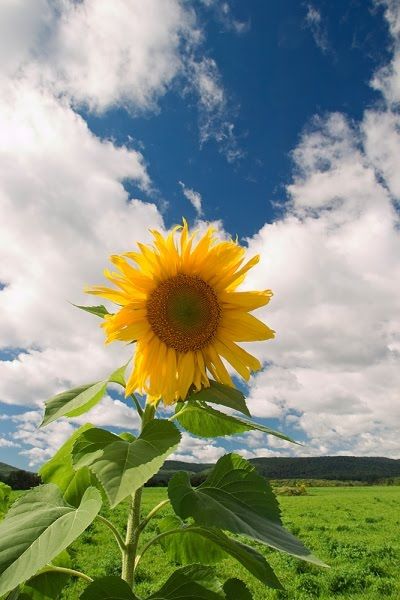 The Amazing Art of Nature