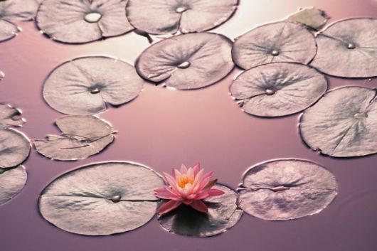 The Amazing Art of Nature