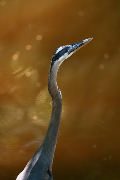 The Amazing Art of Nature