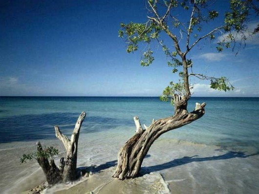 The Amazing Art of Nature