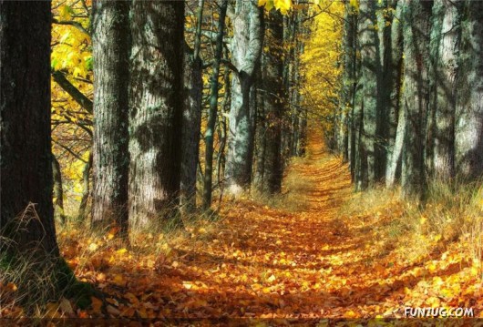 Autumn in Latvia (Russia)