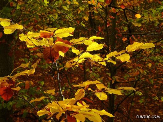 This is What We Call Autumn