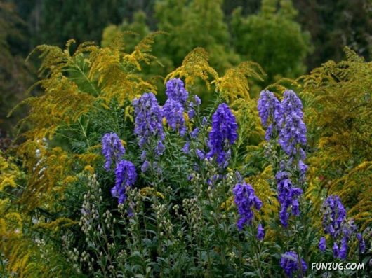 Beautiful Gardens In Full Bloom